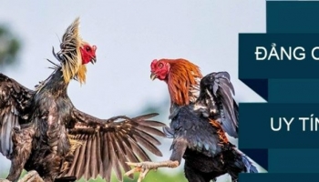 Sv388 one1 – Chuyên trang cá cược đá gà Thomo cực đỉnh tại Đông Nam Á